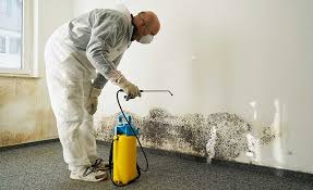 Best Water Damage & Mold Remediation  in South Bend, WA