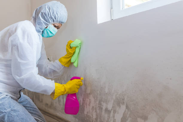 Best Mold Remediation for Healthcare Facilities  in South Bend, WA